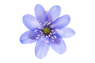 Hepatica nobilis