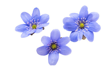 Fototapeta premium Hepatica nobilis