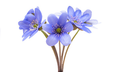 Hepatica nobilis