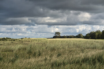 landscape shot over the dunes in autumn with lonely tree