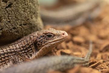 プレートトカゲ