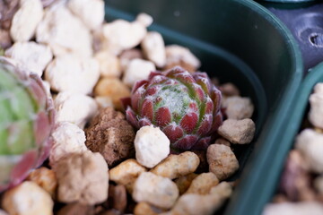 多肉植物　センペルビウム,