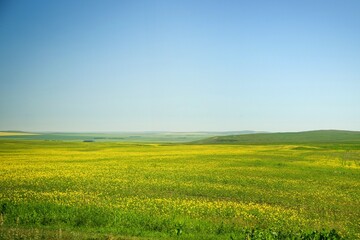 Yellow field