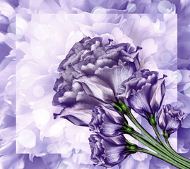 Purple roses flowers. Floral  background. Closeup.  Nature.