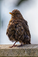 Blackbird after bath