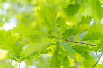Fototapeta na wymiar oak leaves, green spring backgroun