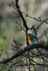 robin perched on a branch
