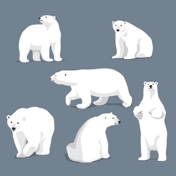 polar bear fashion art collection