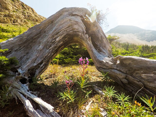 Obraz premium Wooden Natural Sculpture