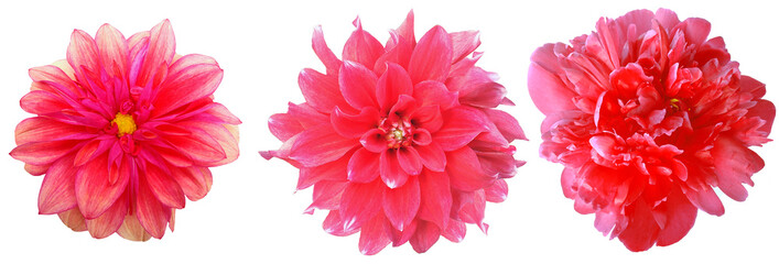 Watercolor set dahlia red flowers isolated on a white background. Close-up.  For design. Nature.