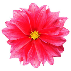 Red  dahlia. Flower on a white isolated background with clipping path.  For design.  Closeup.  Nature.