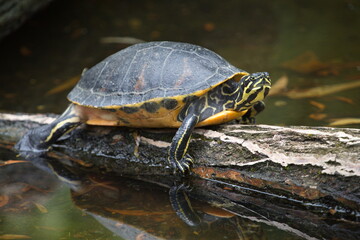 Fototapeta na wymiar Wasserschildkröte 