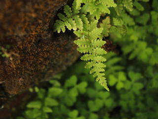 Ferns live in the humid area