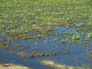 秋の雨の翌朝の青空を映す田圃風景