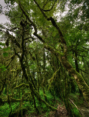 Fototapeta premium Forêt moussue près des gorges de Thurignin à Belmont-Luthézieu, Ain, France