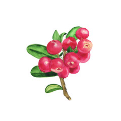 Lingonberry branch element isolated on white background. Watercolor hand drawing illustration. Cowberry realistic plant.