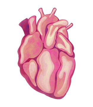 Anatomical human heart. Watercolor hand drawn illustration. Isolated on a white background.