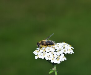 Sunbathing Dronefly