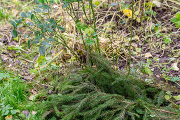 Shelter of roses with spruce branches. Spruce branches in the hands of a gardener