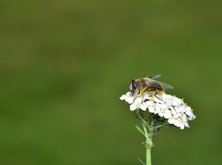 Sunbathing Dronefly