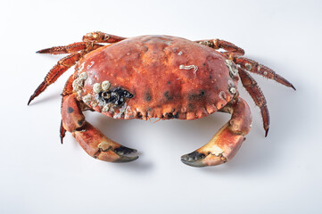 Crab on white background. Seafood with copy space