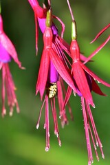 Wasp and the fuschia