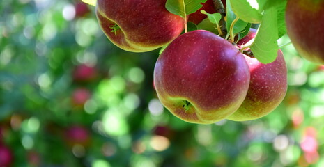 Red apples on an apple tree, close-up in autumn, harvest time, apple harvest in South Tyrol, Merano, Italy	