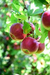 Red apples on an apple tree, close-up in autumn, harvest time, apple harvest in South Tyrol, Merano, Italy
