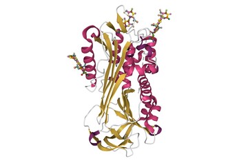 Structure of plasma beta-antithrombin III. 3D cartoon model with attached carbohydrate residues shown, secondary structure color scheme, PDB 1e04, white background