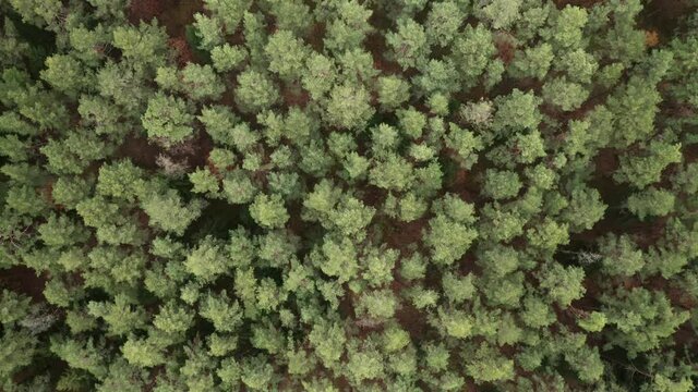 AERIAL: Top Down Shot of Pine Forest in Lithuania