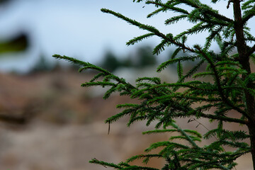 beautiful spruce with a brown background
