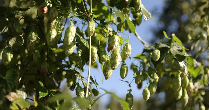 Green fresh hop cones for making beer. Raw humulus for high quality beer production in ecological craft brewery. Green fresh hop cones close-up