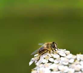 Sunbathing Dronefly