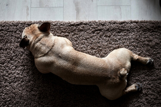 Cute french bulldog lies on the carpet at home