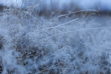 Grass covered in frost in the garden