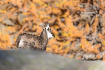 Young chamois in autumn season, fine art portrait (Rupicapra rupicapra)
