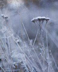 Frost on small plants in the garden