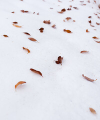 Leaves on the white snow