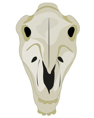 Skull pets horse type on white background frontal