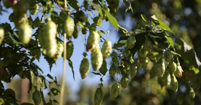 Green fresh hop cones for making beer. Raw humulus for high quality beer production in ecological craft brewery. Green fresh hop cones close-up agricultural background.