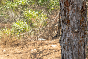 Lizard on the tree. Lizard merged with tree's color