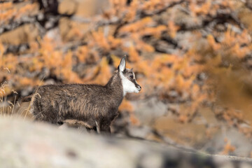 Wonderful young chamois in the wild (Rupicapra rupicapra)