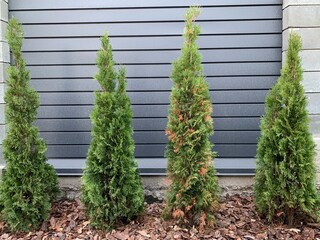Disease and treatment of green thuja. Sick thuja among the plants in the garden. Yard improvement, green spaces and prevention.