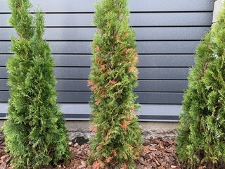 Fototapeta na wymiar Disease and treatment of green thuja. Sick thuja among the plants in the garden. Yard improvement, green spaces and prevention.