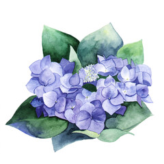 Watercolor blue hydrangea in green leaves