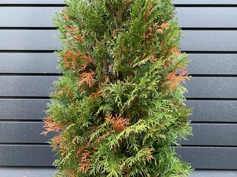 Disease and treatment of green thuja. Sick thuja among the plants in the garden. Yard improvement, green spaces and prevention.