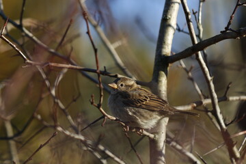 Brown Bird 