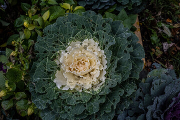 ornamental cauliflower in a flowerbed with drops after an autumn rain 