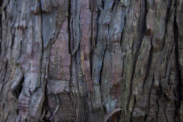 Fototapeta na wymiar 木の幹のクローズアップ