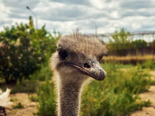 Fotobehang funny ostrich head close-up against a cloudy sky © Dmitrii